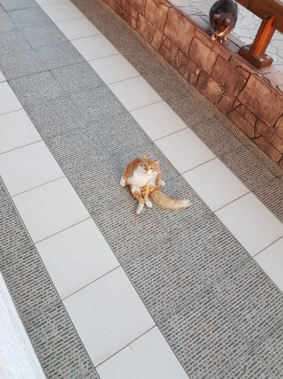 Кошаки. Греческие