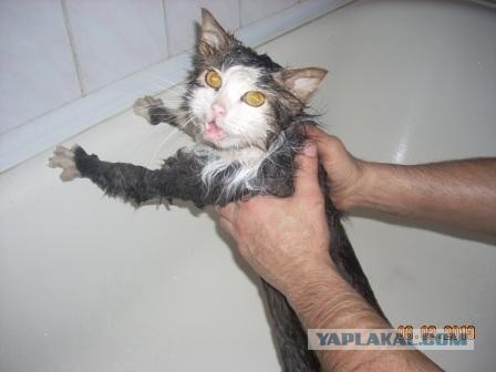 Крылья, крылья... Главное хвост!