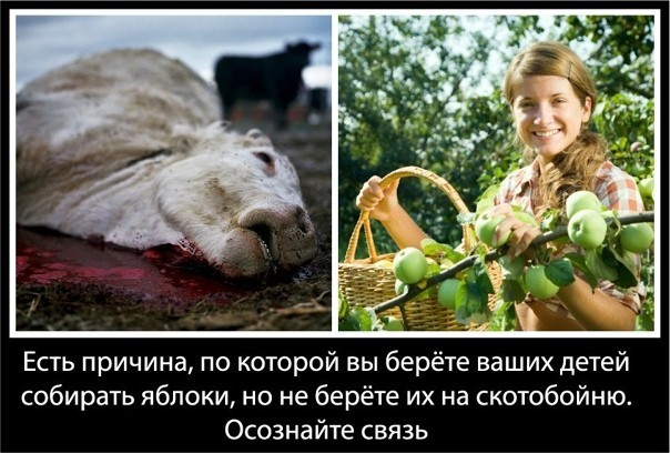 Растения издают звуки, чувствуют угрозу и защищаются. Исследование учёных