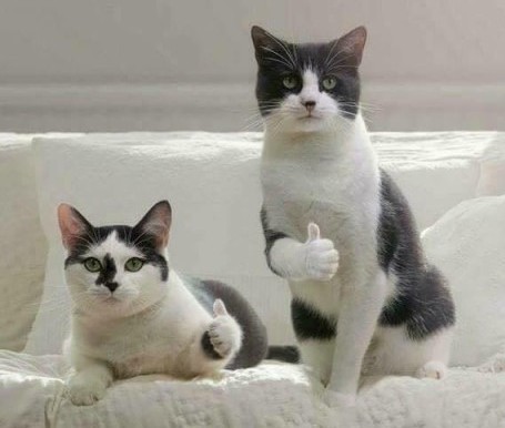 Знакомьтесь, это моя кошечка, зовут Япа