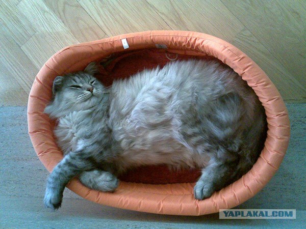 Мелом обвести?