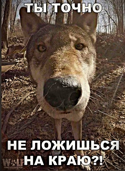 Придёт серенький волчок