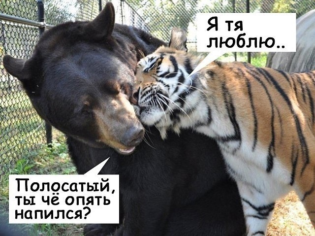 Так себе картинки 20.04.25