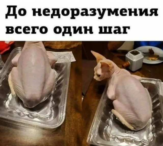 К котовторнику: подборка картинок-баянов с котиками и про котиков. Выпуск 10