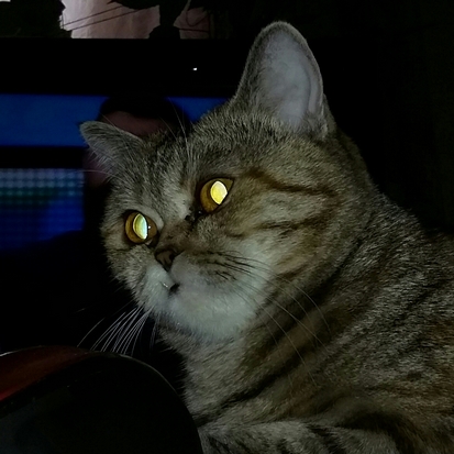 Котовторник