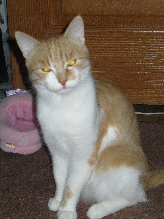 Котовторник  28.01.14