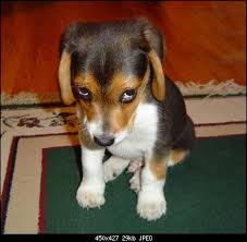 Как собаки встречают и провожают хозяев