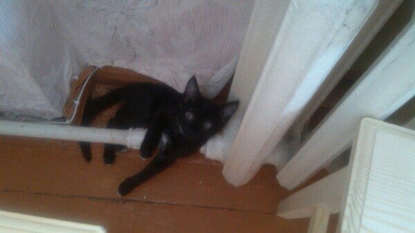 Котовторник 25.02.2014