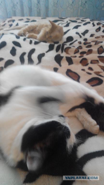 Знакомьтесь - это Персик!