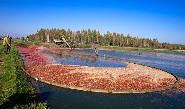 Завораживающая уборка клюквы