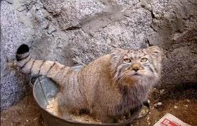 Если у вас потеет попа