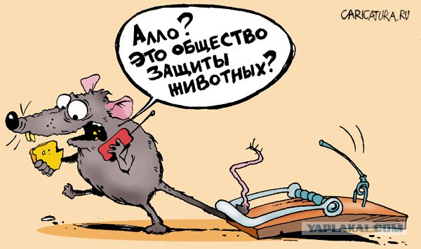 Принцип действия грузинской мышеловки