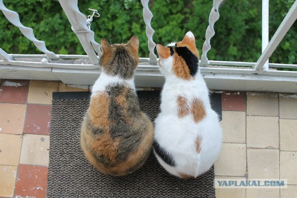 Котовторник 30.09.2014