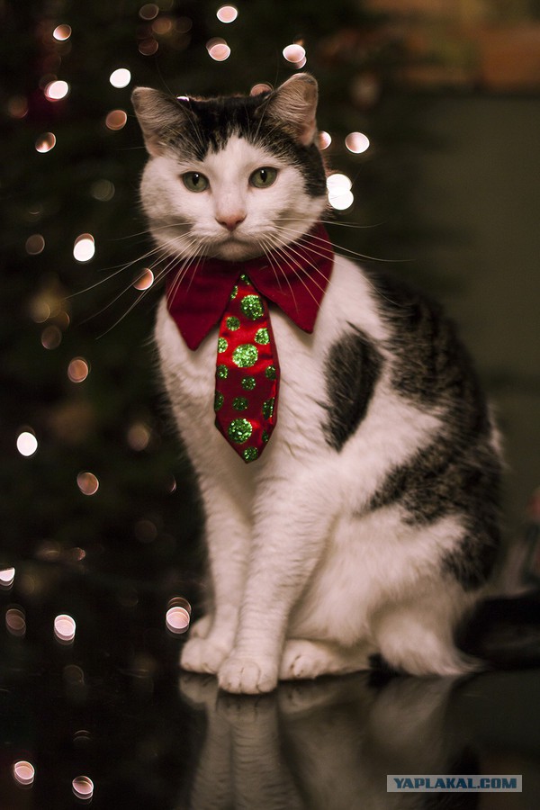 Отфотошопте моё фото