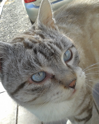Котовторник