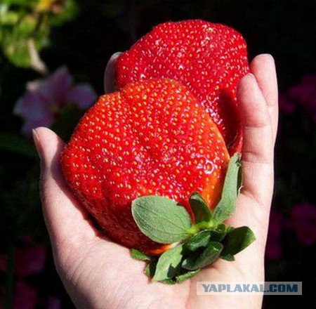 ГМО — это не только полезно, но еще и вкусно