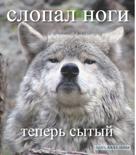 Придет серенький волчок
