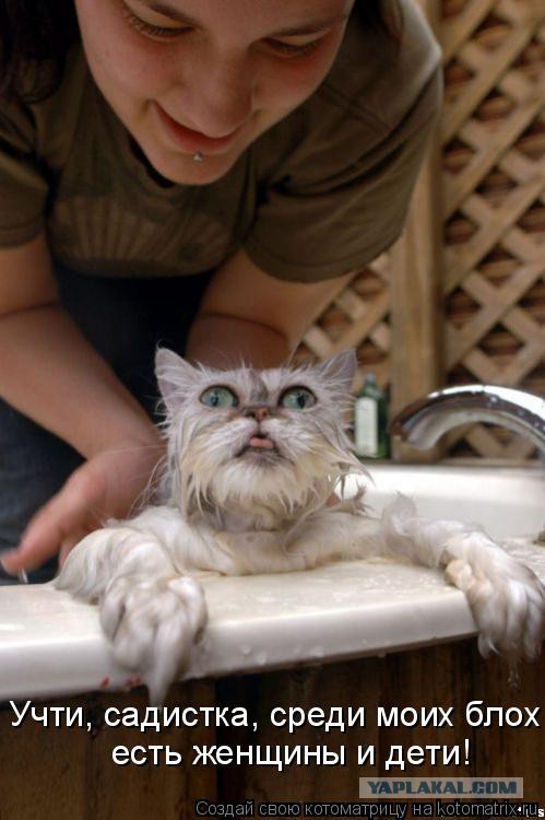 Прикольные коты