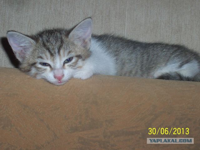 Котовторник