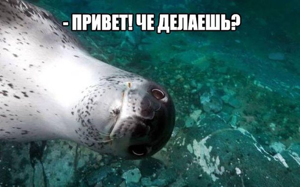 Немного картинок