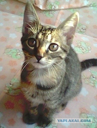 Пост невероятной кошачьей красоты. 25 фот.