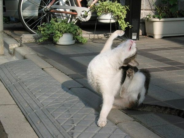 Коты, кошки, котята