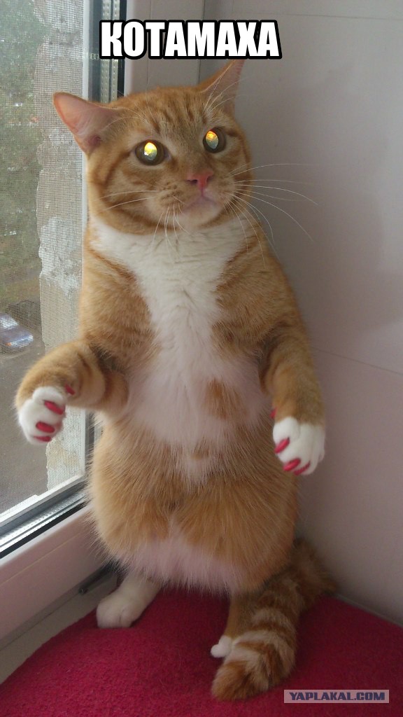 Воскресная подборка картинок