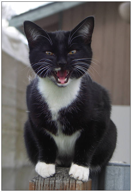 Коты Среды