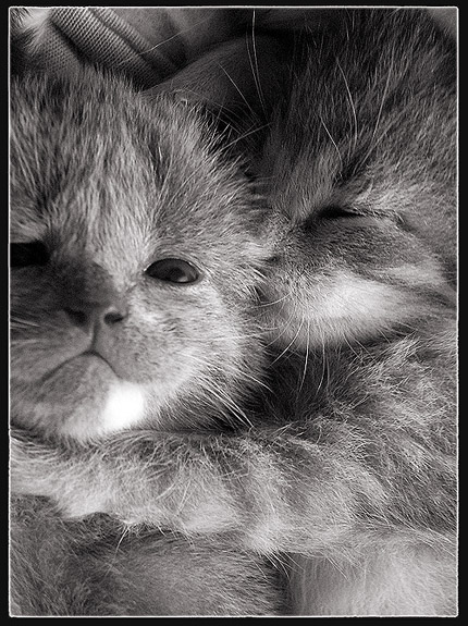 Коты, кошки, котята