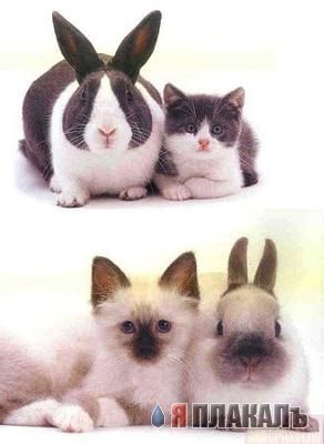 Коты, кошки, котята
