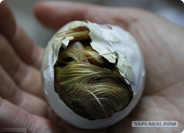 Скоро во всех гнёздах страны!... и не только