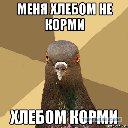 Про кормильщиков голубей
