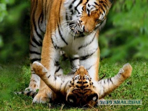 Трогательнейшие семейные сцены из мира животных