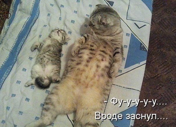 Спящие зверушки