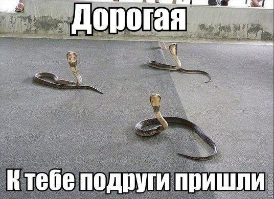 Небольшой микс картинок и гифок .