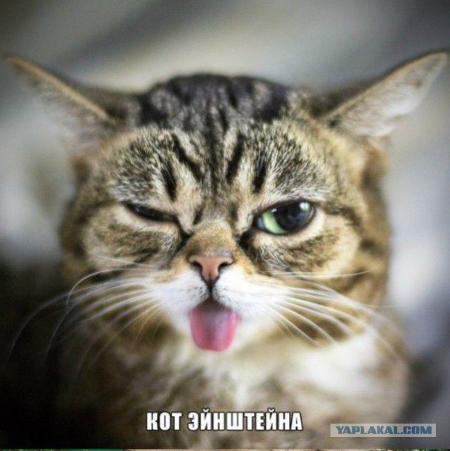 Котовторник 13.09.2016