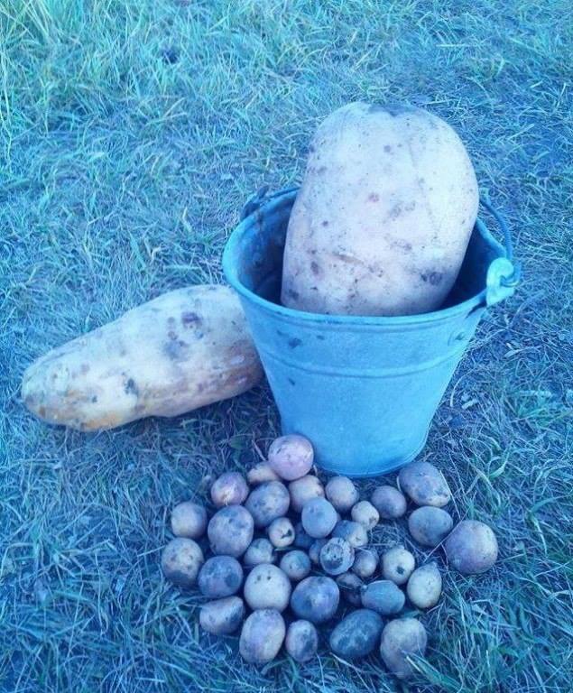 Сборище абсурда