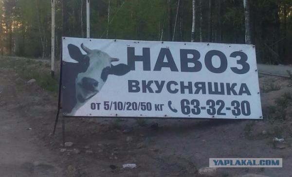 Юмор не для всех