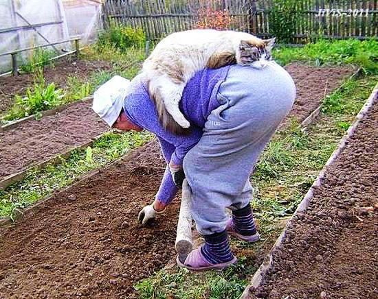 Коты из сети