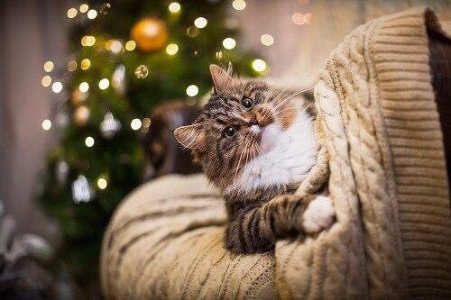 Коты из сети