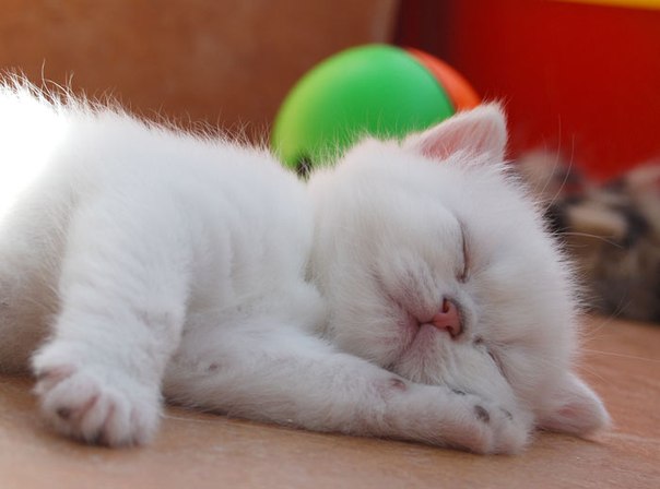 Коты и Кошки