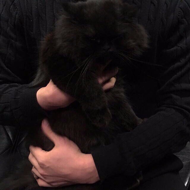 Коты и Кошки