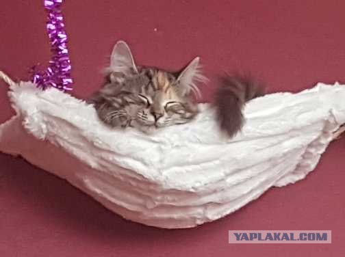 Котовторник ждали? А вот и он!