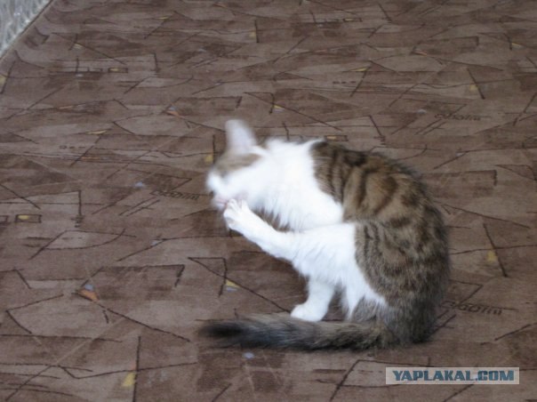 Котовторник. А как же?!