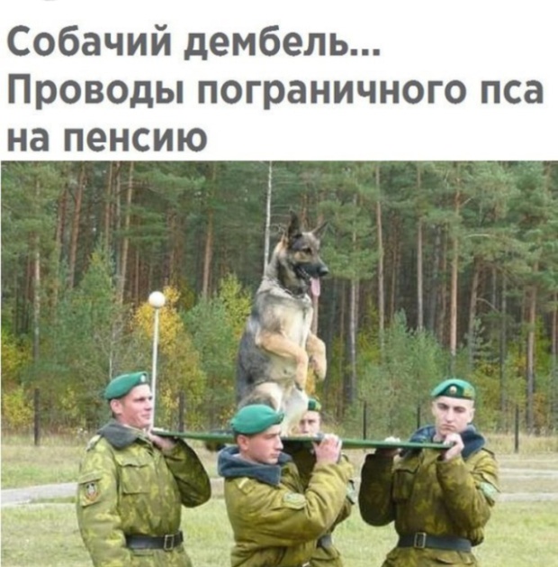 Милые животные. Мимиметр сломался