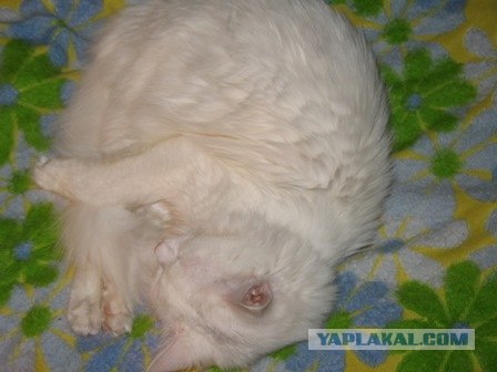 Сонный Котовторник