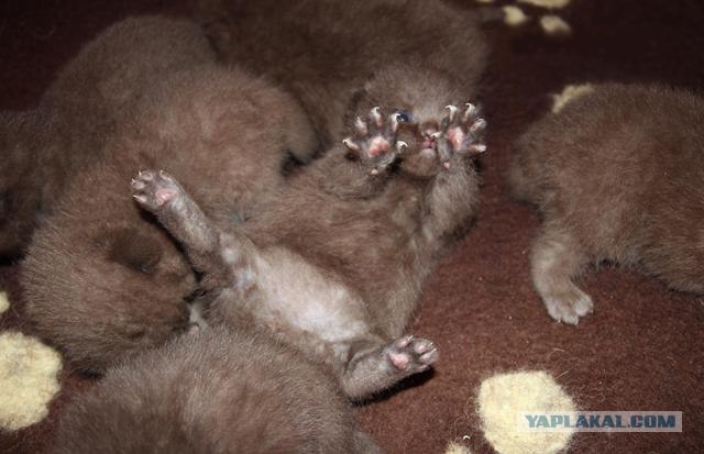 Котовторник 22.11.11