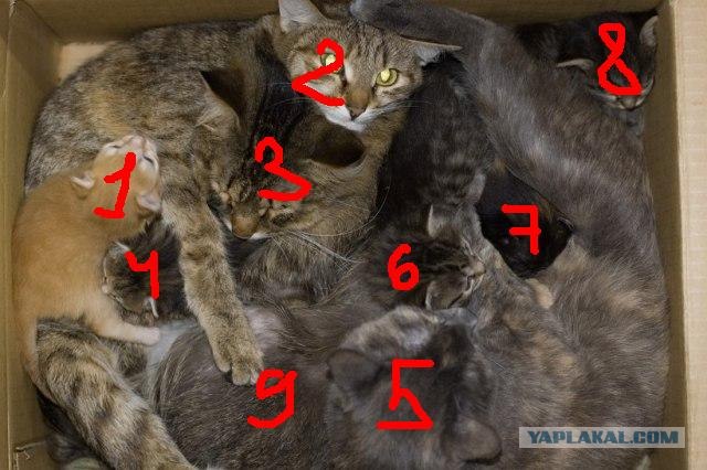 Сколько котэв в коробке?