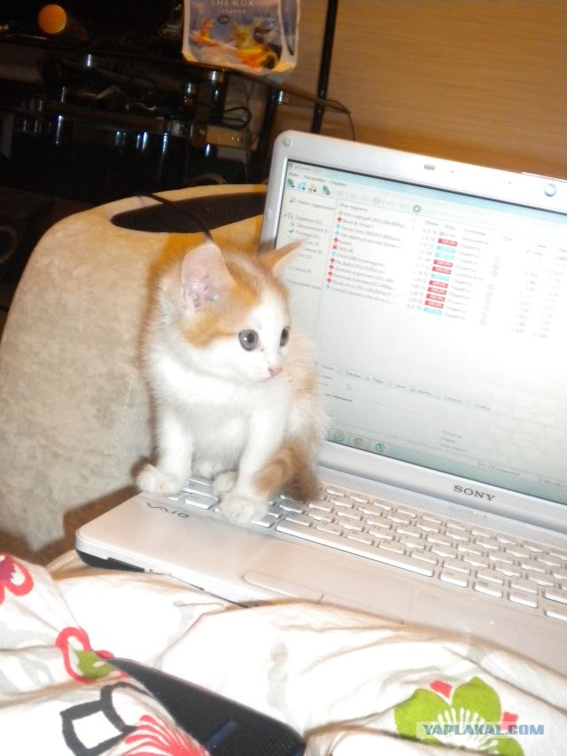 Котовторник! 13.03.2012