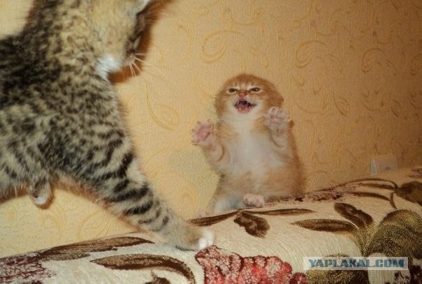Котовторник 10.04.2012